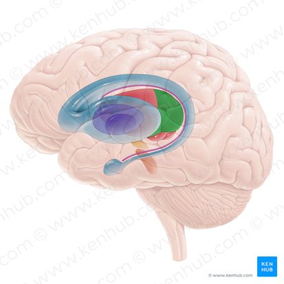 Pulvinar of thalamus (Pulvinar thalami); Image: Paul Kim