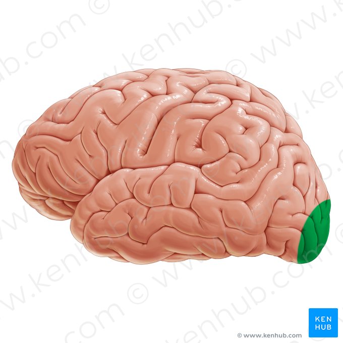 Primary visual cortex (Cortex visualis primarius); Image: Paul Kim