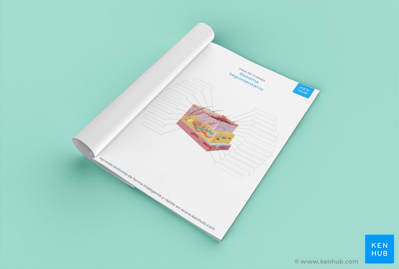 Pon a prueba tus conocimientos acerca de la piel con nuestro diagrama sin rotular (descarga abajo)