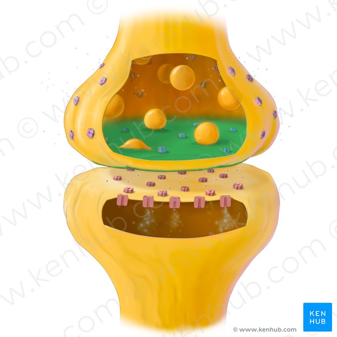 Membrana presináptica (Membrana presynaptica); Imagen: Tal Bavli Ziv