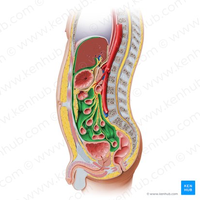 Peritoneal cavity (Cavitas peritonealis); Image: Paul Kim