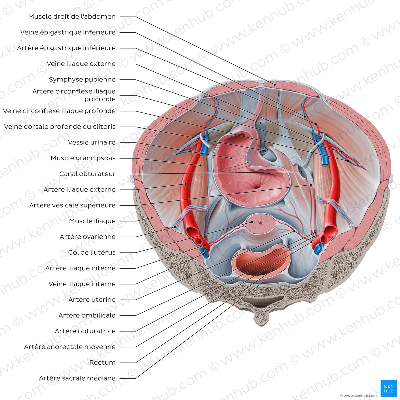 Iliopsoas relations to abdominopelvic organs (superior view)