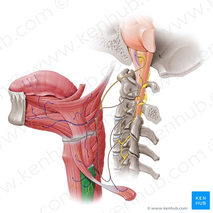 Sternothyroid muscle (Musculus sternothyroideus); Image: Paul Kim