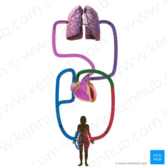 Aorta; Image: Begoña Rodriguez