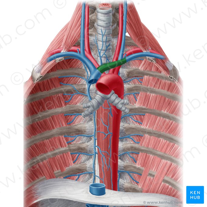 Left brachiocephalic vein (Vena brachiocephalica sinistra); Image: Yousun Koh