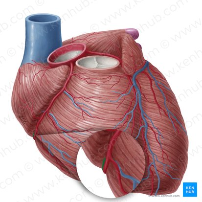 Small cardiac vein (Vena cardiaca parva); Image: Yousun Koh