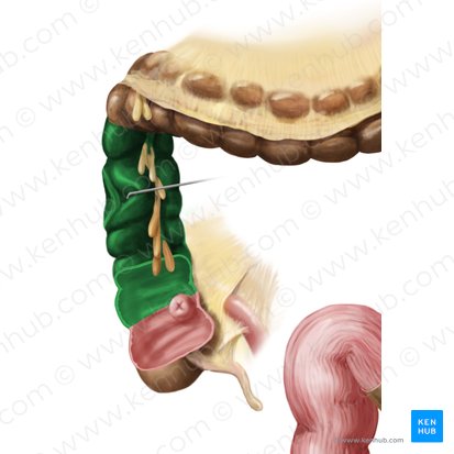 Colon ascendens (Aufsteigender Dickdarm); Bild: Begoña Rodriguez