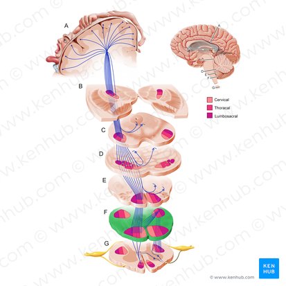 Parte inferior do bulbo (Pars inferior medullae oblongatae); Imagem: Paul Kim