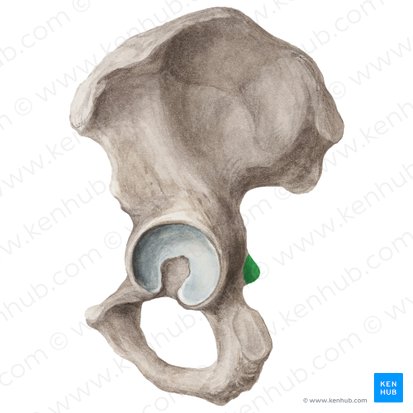 Ischial spine (Spina ischiadica); Image: Liene Znotina