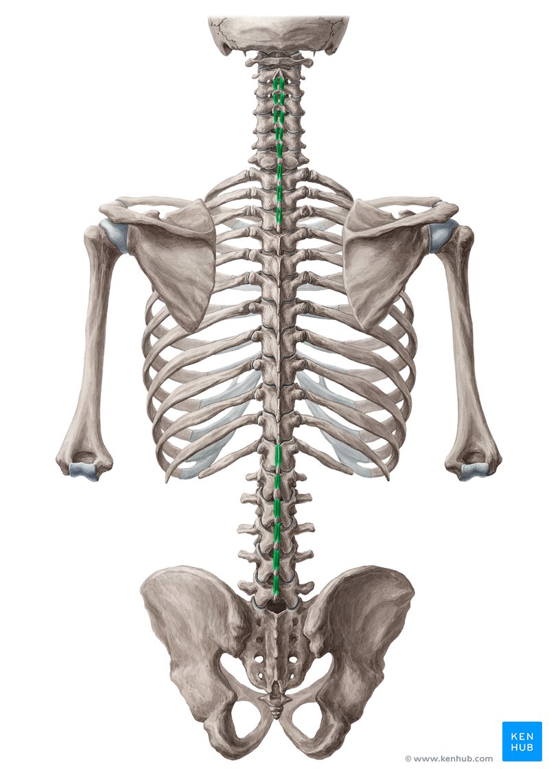 Interspinales muscles (Musculi interspinales)