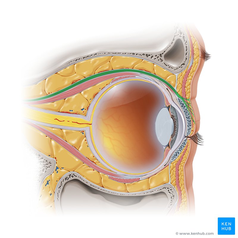 Levator palpebrae superioris muscle