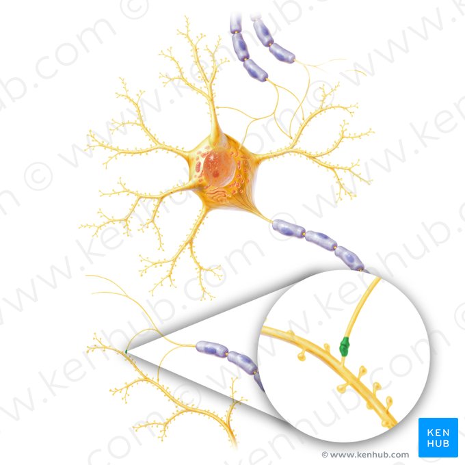 Synapse (Synapsis); Image: Paul Kim