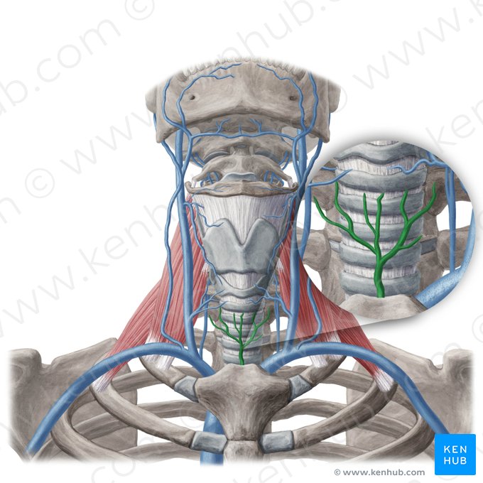 Inferior thyroid vein (Vena thyroidea inferior); Image: Yousun Koh