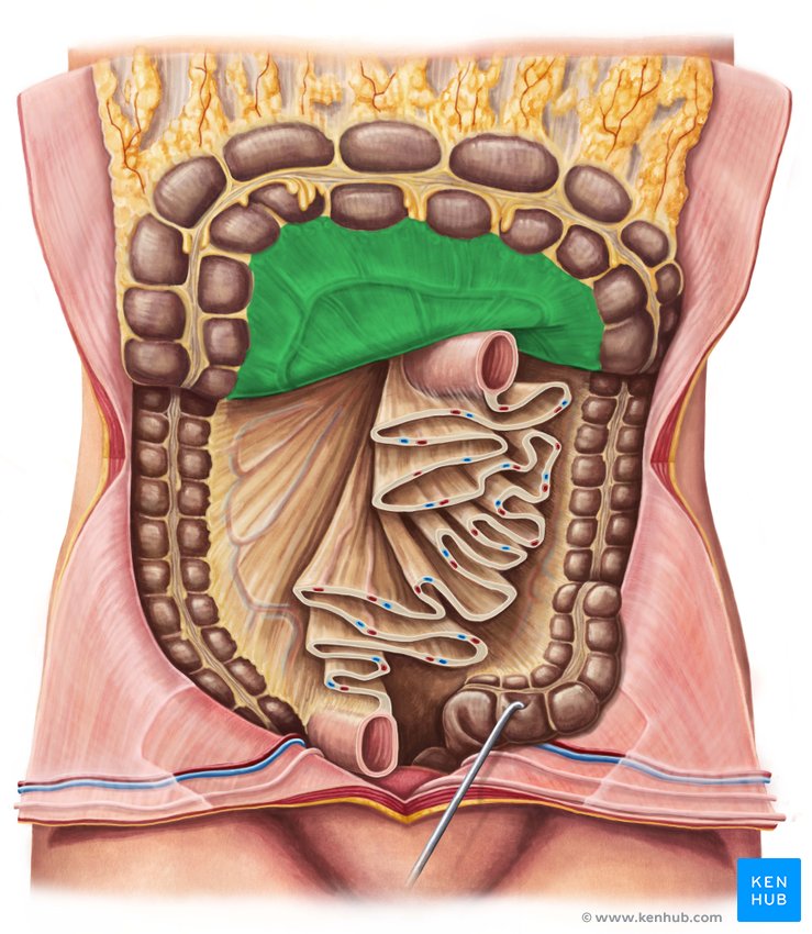 Transverse mesocolon - ventral view