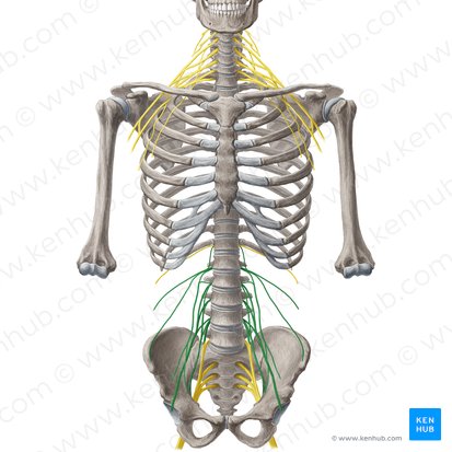 Lumbar plexus (Plexus lumbalis); Image: Yousun Koh