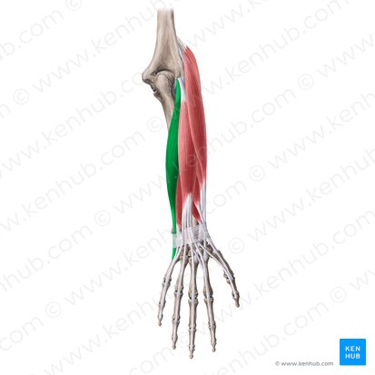 Musculus extensor carpi ulnaris (Ellenseitiger Handstrecker); Bild: Yousun Koh