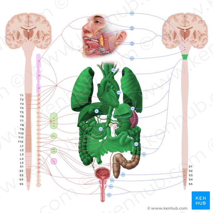Vagus nerve (Nervus vagus); Image: Paul Kim