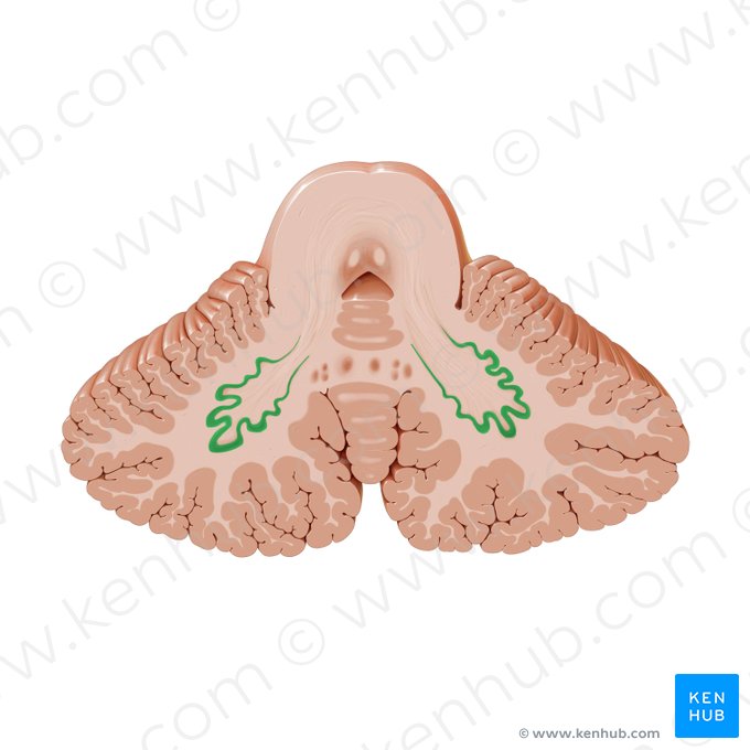 Dentate nucleus (Nucleus dentatus); Image: Paul Kim