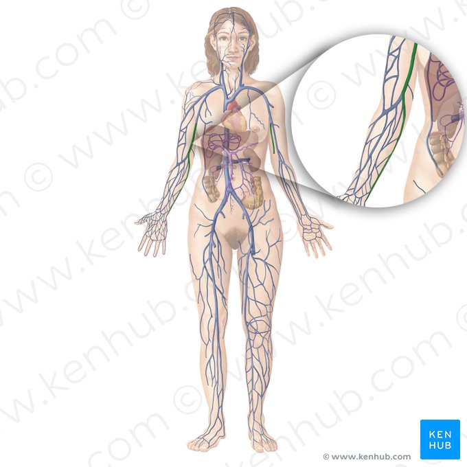 Basilic vein (Vena basilica); Image: Begoña Rodriguez