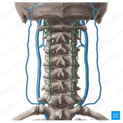 Vena cervicalis profunda (Tiefe Halsvene); Bild: Yousun Koh