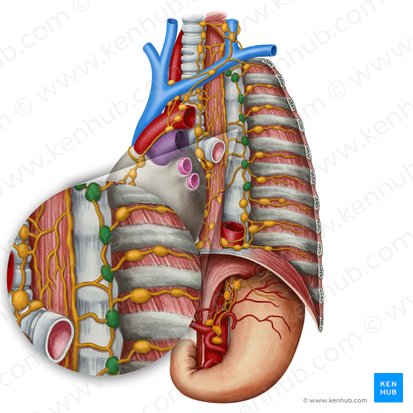 Juxtavertebral lymph nodes (Nodi lymphoidei juxtavertebrales); Image: Irina Münstermann