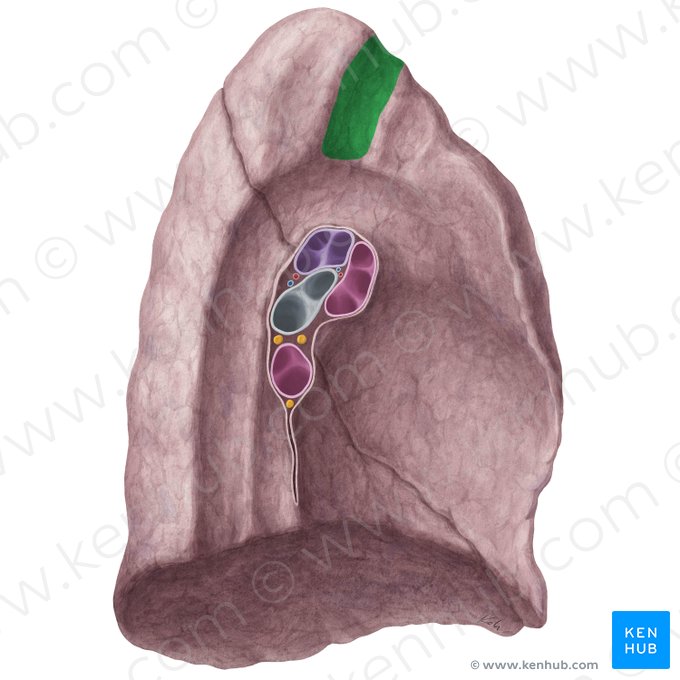 Impressio arteriae subclaviae pulmonis sinistri (Abdruck der Unterschlüsselbeinarterie der linken Lunge); Bild: Yousun Koh