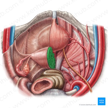Uterus; Image: Samantha Zimmerman