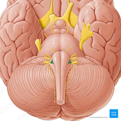 Hypoglossal nerve (Nervus hypoglossus); Image: Paul Kim