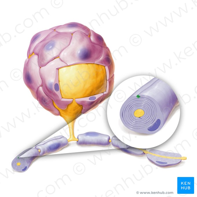 Mesaxón externo (Mesaxon externum); Imagen: Paul Kim