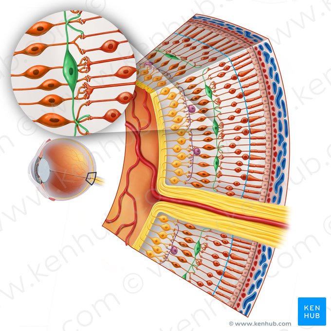 Neuron horizontale retinae (Horizontalzelle der Netzhaut); Bild: Irina Münstermann