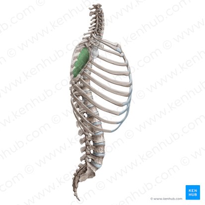 Scapulothoracic joint (Junctio scapulothoracica); Image: Paul Kim