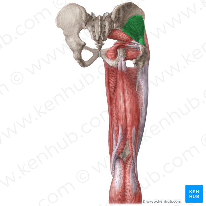 Gluteus minimus muscle (Musculus gluteus minimus); Image: Liene Znotina
