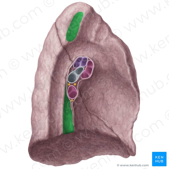 Impressio oesophagea pulmonis sinistri (Speiseröhrenabdruck der linken Lunge); Bild: Yousun Koh