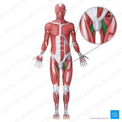 Adductor longus muscle (Musculus adductor longus); Image: Irina Münstermann