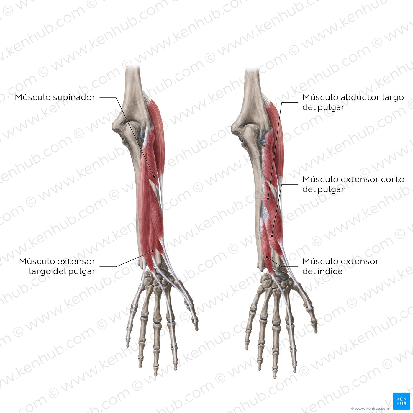 Extensores del antebrazo