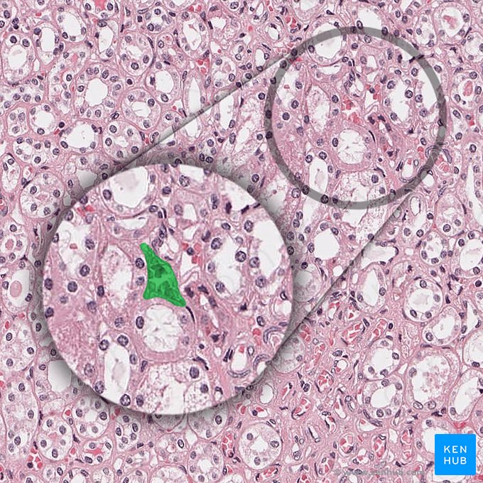 Vasa recta of kidney (Arteriola recta renis); Image: 