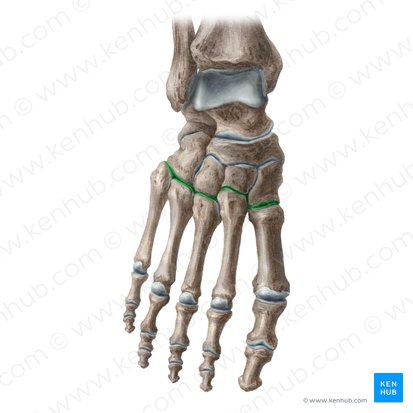 Tarsometatarsal joints (Articulationes tarsometatarseae); Image: Liene Znotina