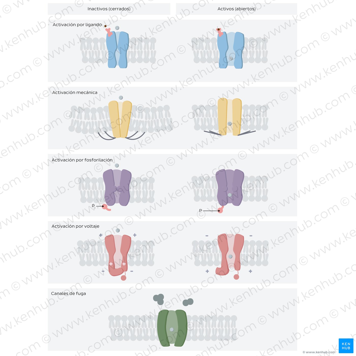 Ion channels: different types in open and closed states