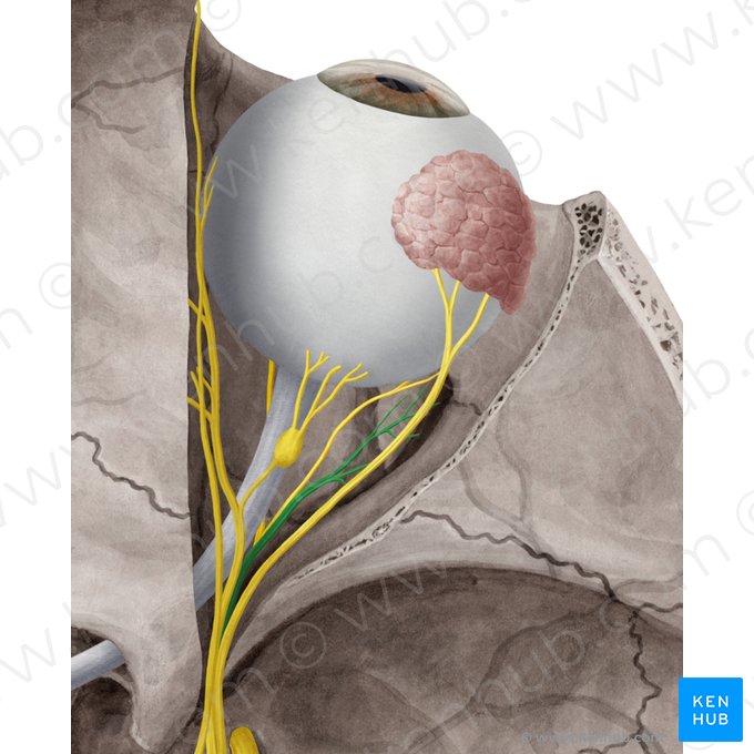 Nervus abducens (Augenabziehnerv); Bild: Yousun Koh