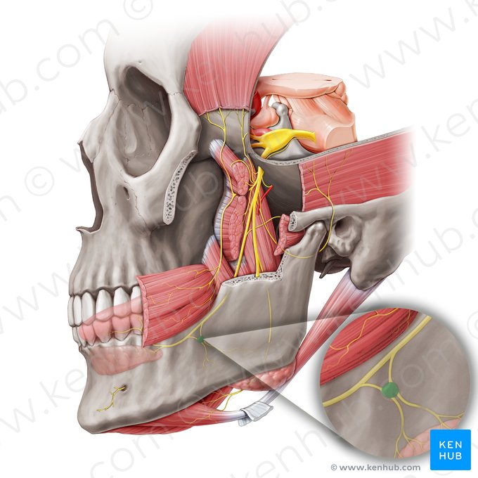 Submandibular ganglion (Ganglion submandibulare); Image: Paul Kim