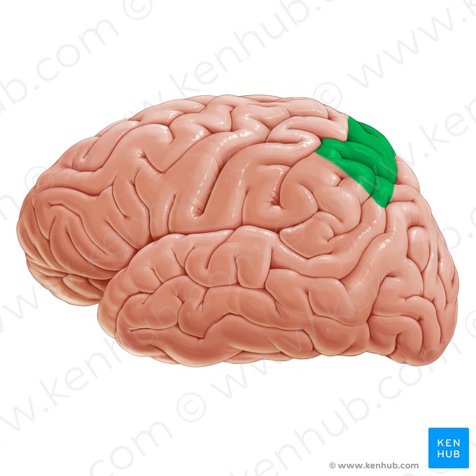 Área somatosensitiva de asociación (Area associationis somatosensoria); Imagen: Paul Kim