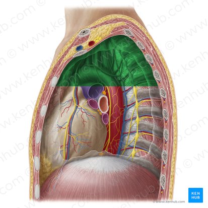 Mediastinum superius (Oberes Mediastinum); Bild: Yousun Koh