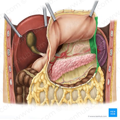 Ligamento gastroesplênico (Ligamentum gastrosplenicum); Imagem: Esther Gollan