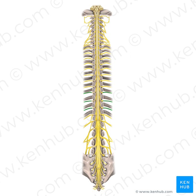 9th-11th intercostal nerves (Nervi intercostales 9-11); Image: Rebecca Betts