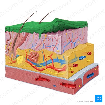 Epiderme (Epidermis); Imagem: Paul Kim