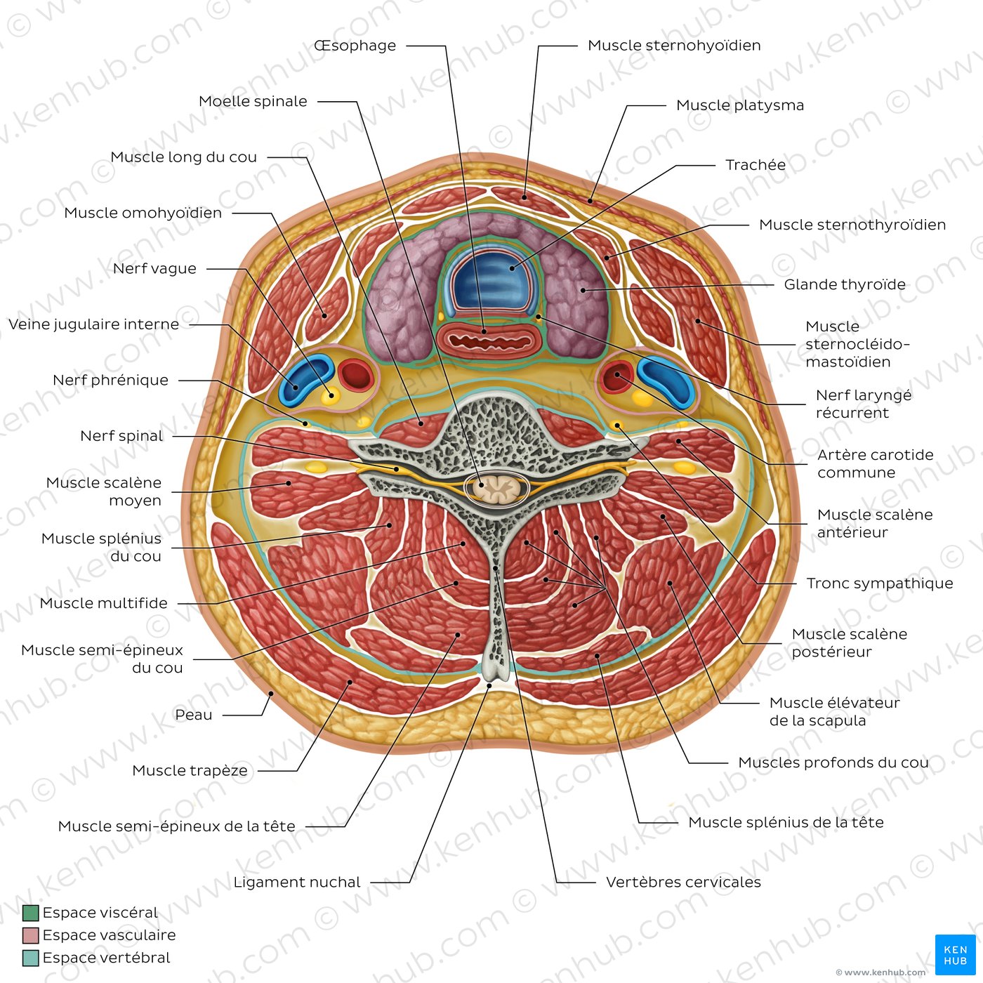 Schéma de l'anatomie normale du cou