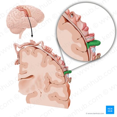 Cortex sensorius linguae (Sensorischer Kortex der Zunge); Bild: Paul Kim