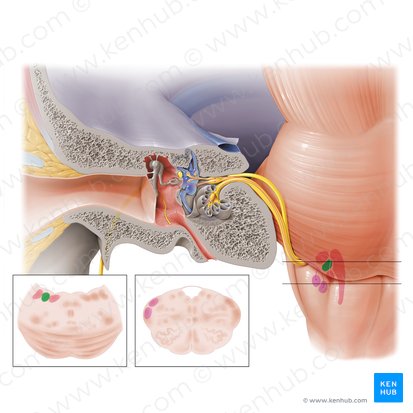 Lateral vestibular nucleus (Nucleus vestibularis lateralis); Image: Paul Kim