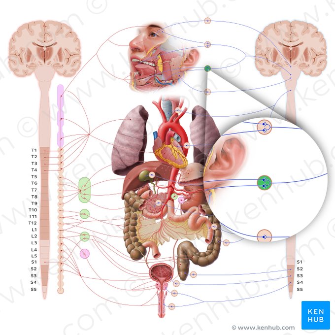 Submandibular ganglion (Ganglion submandibulare); Image: Paul Kim