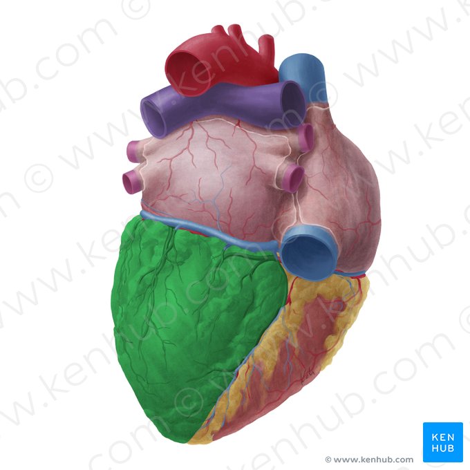 Left ventricle of heart (Ventriculus sinister cordis); Image: Yousun Koh